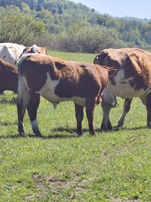Vând tăuraș 300 de kg