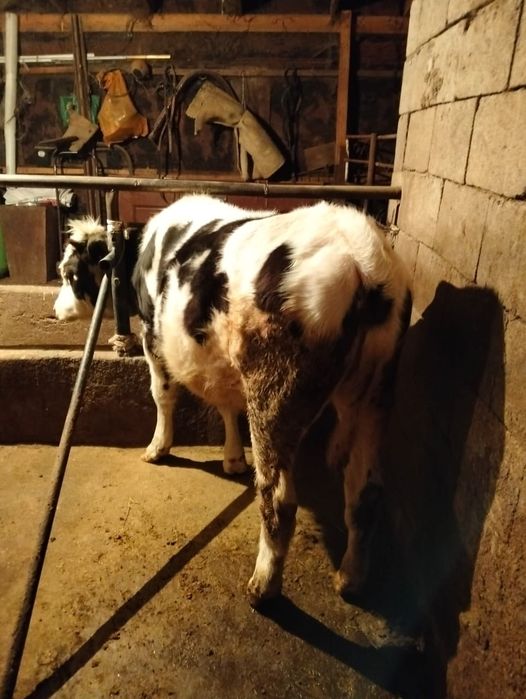 Продам  тёлочку.