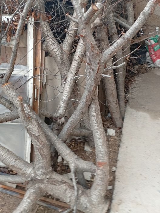 Тегын отын сыйакысымен