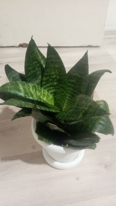 Гулдер сатылады уйде осырылетын