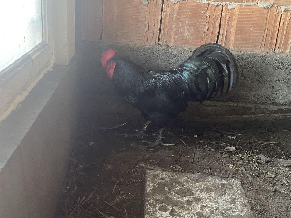 Schimb sau vand pereche gusati