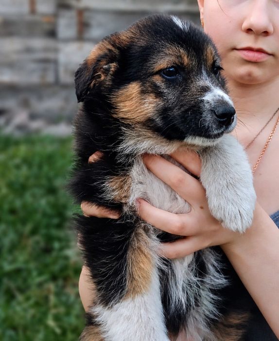 Щенок бесплатно девочка