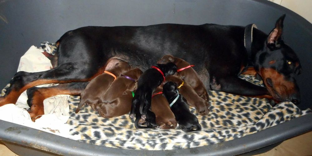 Элитный щенок добермана, девочка