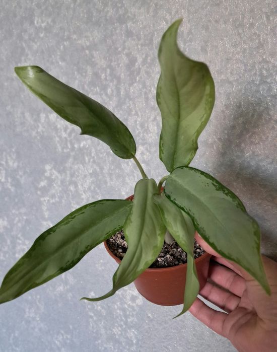 Комнатные цветы неприхотливые