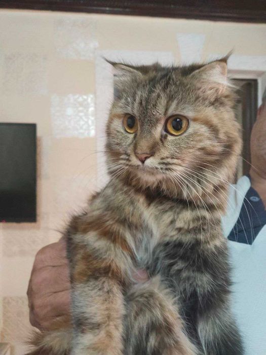 Скоттиш фолд вислоухий котята 2 месяца