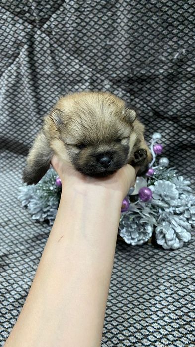 Продам щенков шпица.