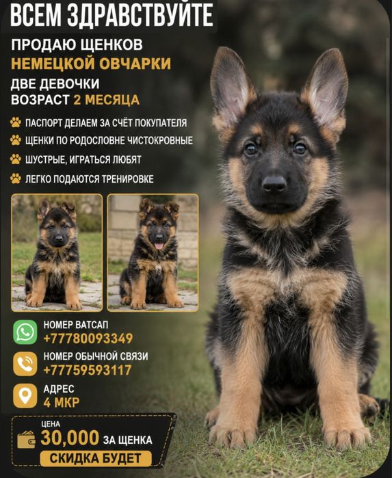 Продам щенка немецкой авчарки девочка чистокровная