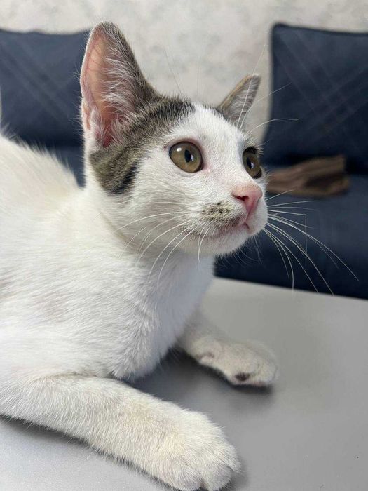 Котенок мальчик. 3,5 месяца