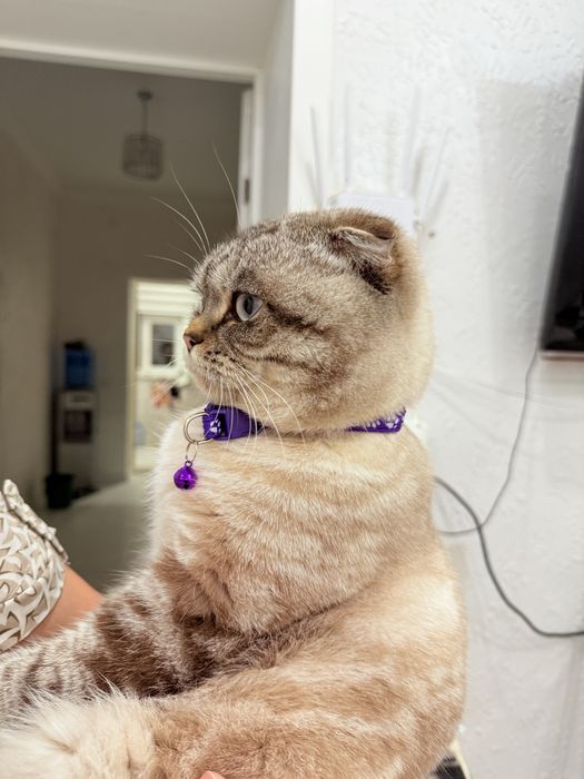 Шотландский вислоухий кот.