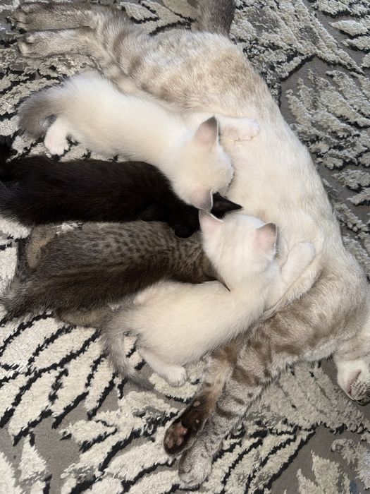Отдам котят в добрые и надежные руки