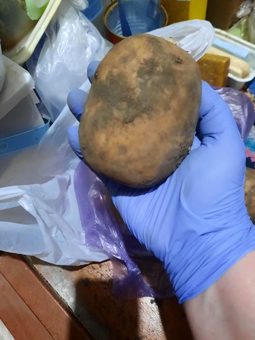 Продам домашний картофель