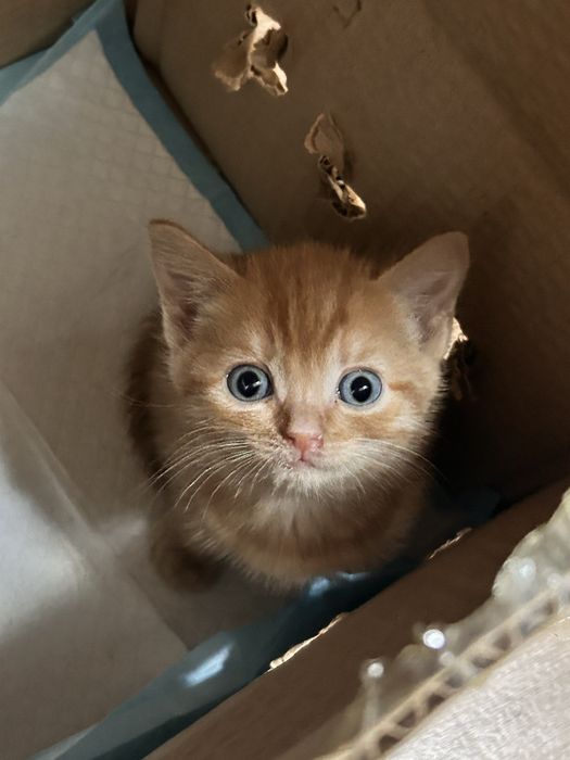 Шкотиш голден страйт 1,5 месяца