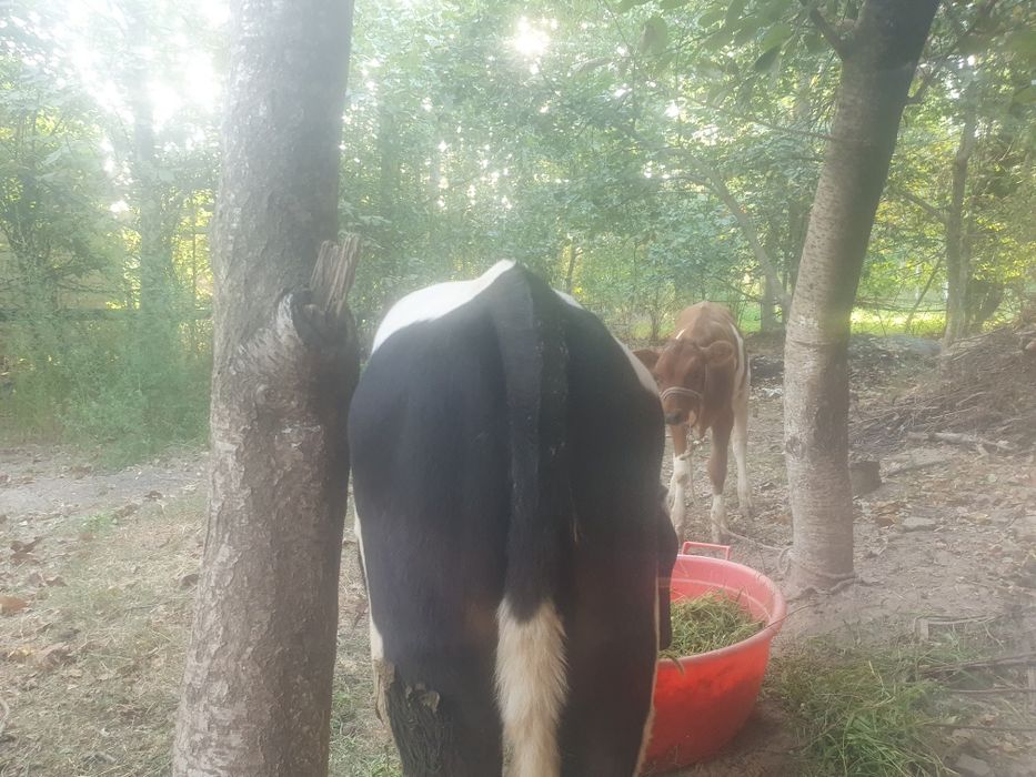 Бузоклар пародали 2 бош