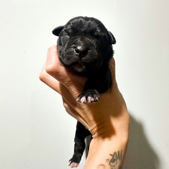 Американский стаффордширский терьер