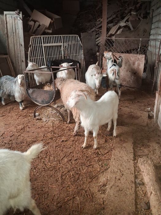 Текелер сатылады