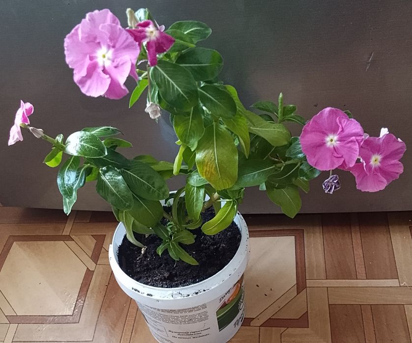 Катарантус, Глоксинию, стапелию продаю.
