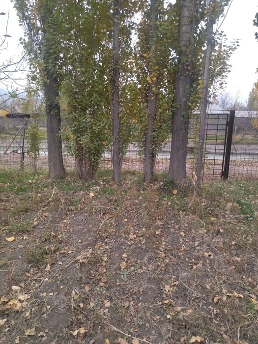 Деревья на строи материал