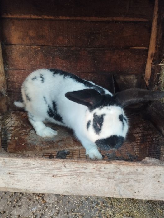 Продам кроликов.