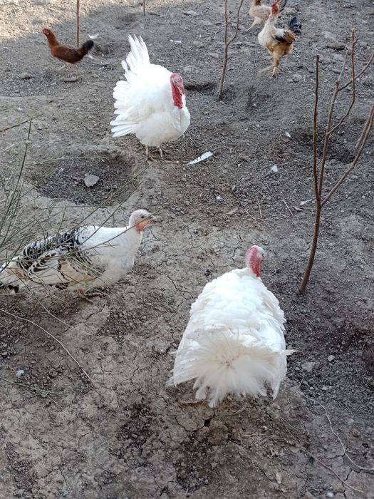 Курка сотилады 6 дона