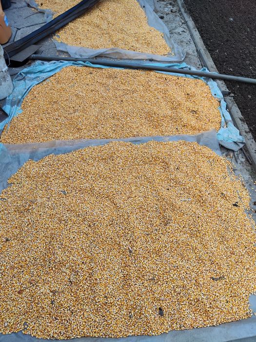 Кукуруза чищенная