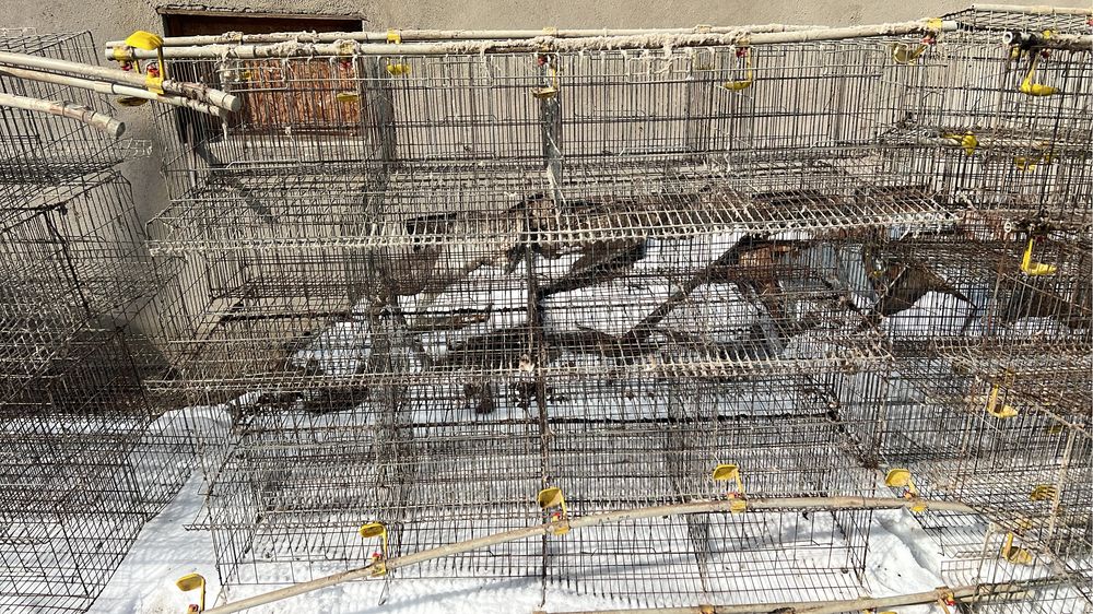 Клетки для кур несушек