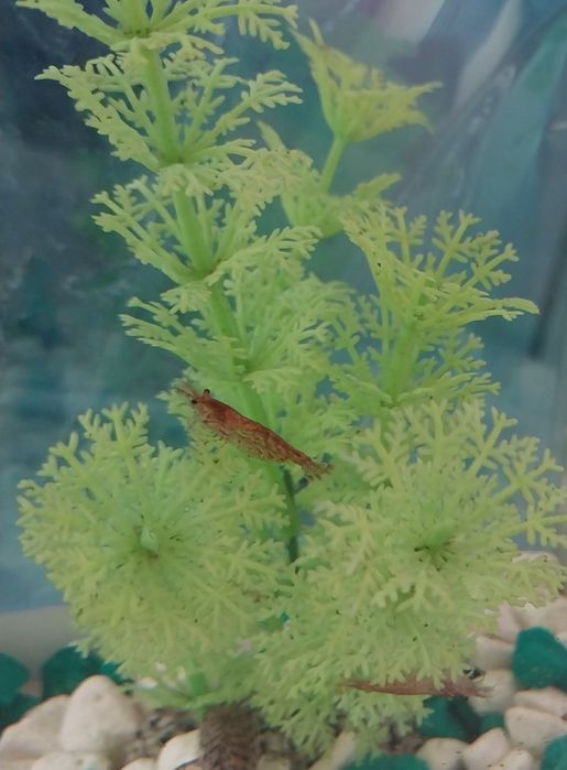 Креветки для аквариума