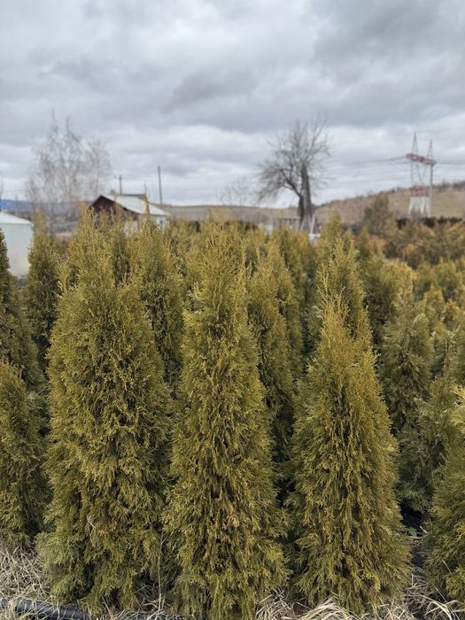 Tuia smarald 120-140 cm