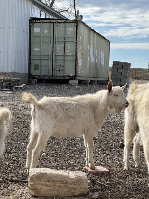 Эротикалық классикалық фильмдер онлайн