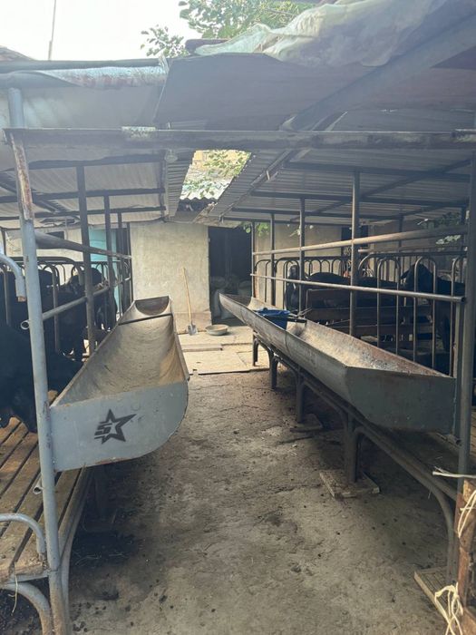 Куй учун ин сотилади