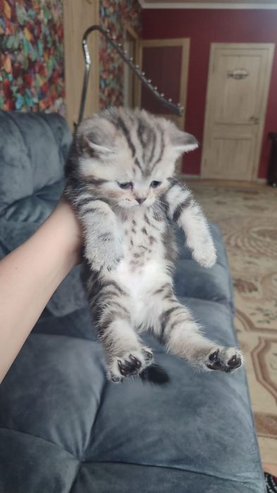 КотЯта ШотлаНдцы