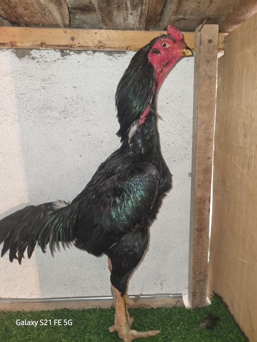 Бойцовский петух