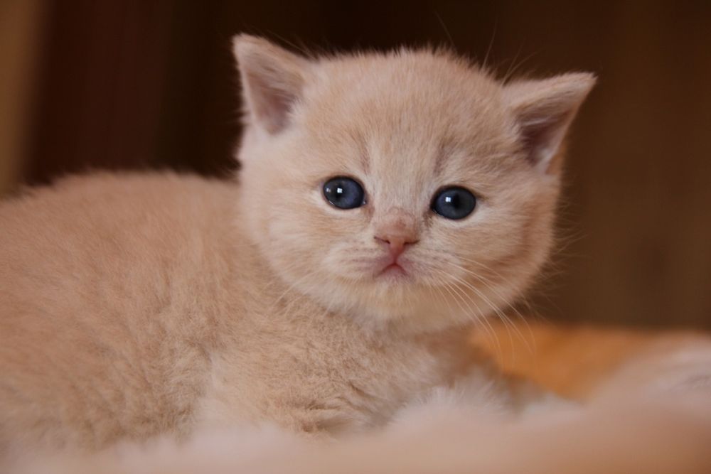 Британские котята