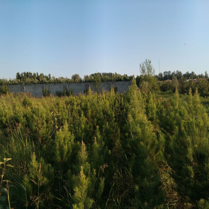 Archa koʻchatlari sotiladi