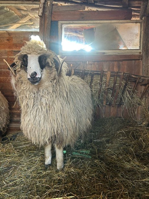 Vand berbec romanesc