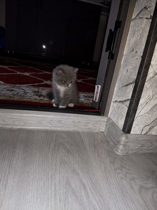 Mushukcha sotiladi judayam aqilliy va chiroyli