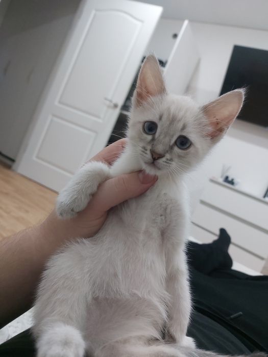Отдам котенка в хорошие руки