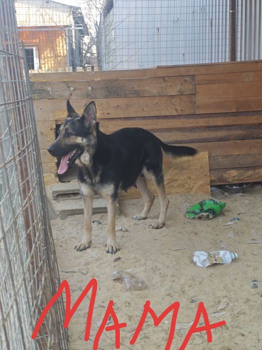 Щенки восточно-европейской овчарки