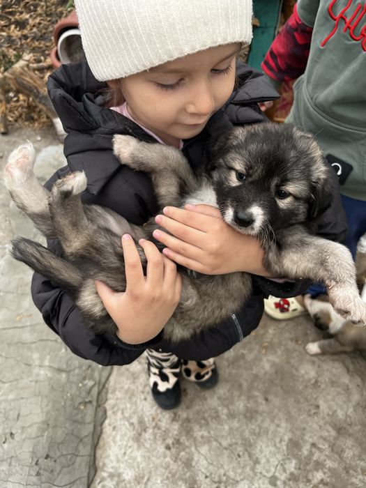 Щенята в очень добрые руки