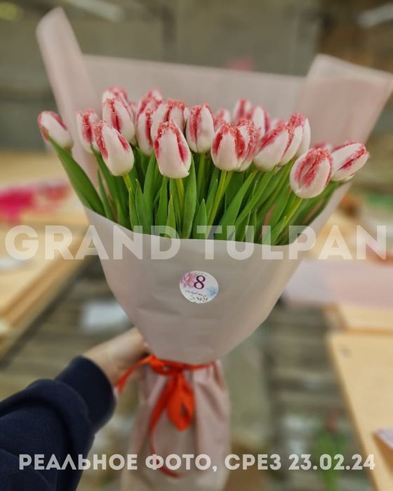 Тюльпаны ОПТОМ по лучшей цене!