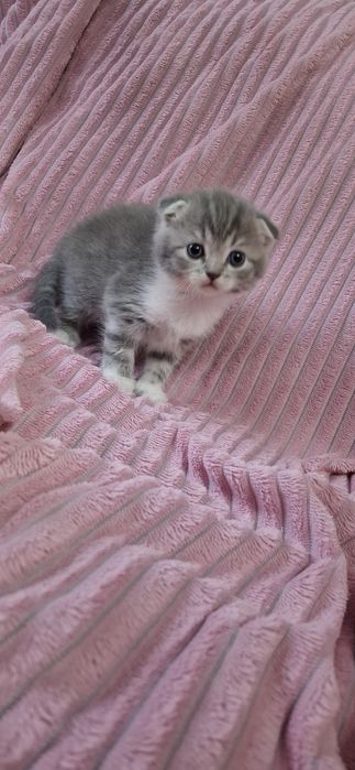 Скоттиш фолд котята шотландские