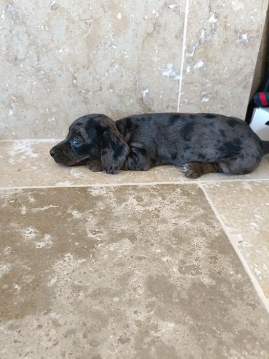 Teckel mini arlechin , tekel mini ochii albastrii , dashund