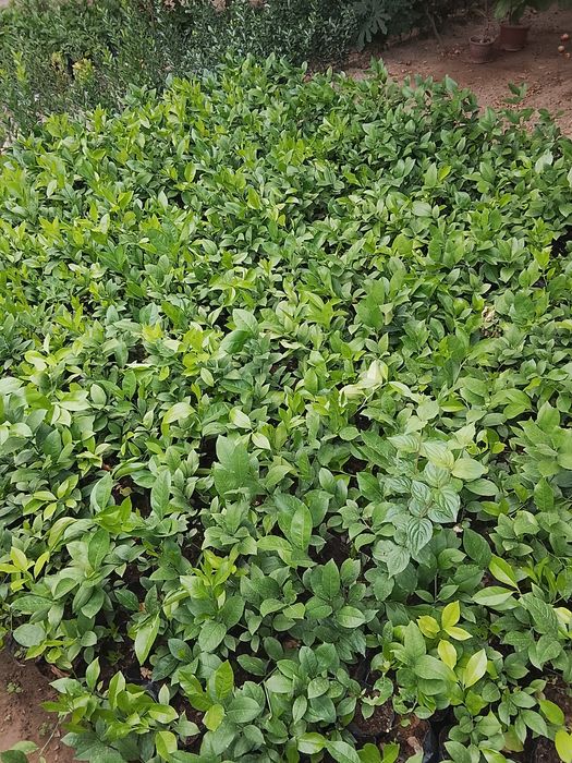 1 yilli limon koʻchatlar