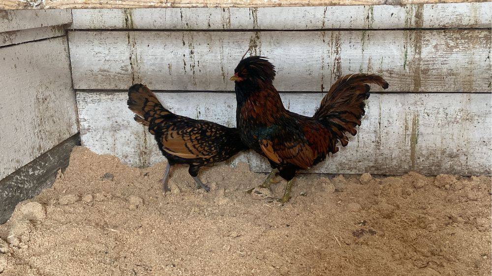 Ouă pentru incubat din rasele : Padaoană și Australorp .