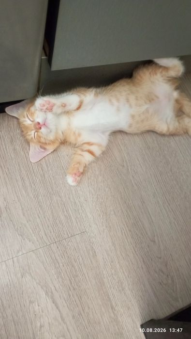Отдам мать и её 5ых котят