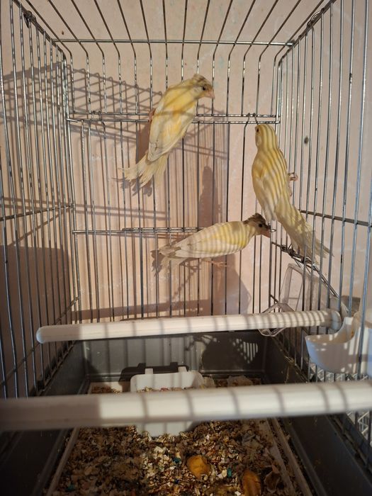 Птицы канарейки...