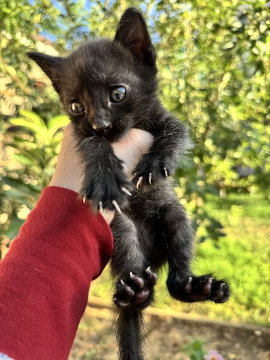 Котята,бесплатно