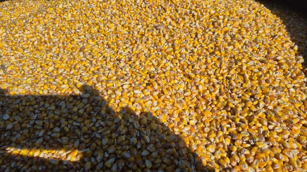 Porumb  boabe producție 2025