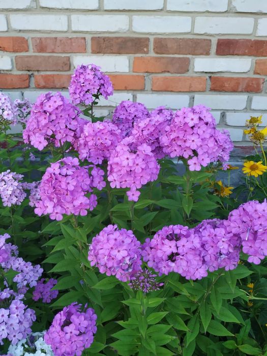 Флоксы многолетние, метельчатые