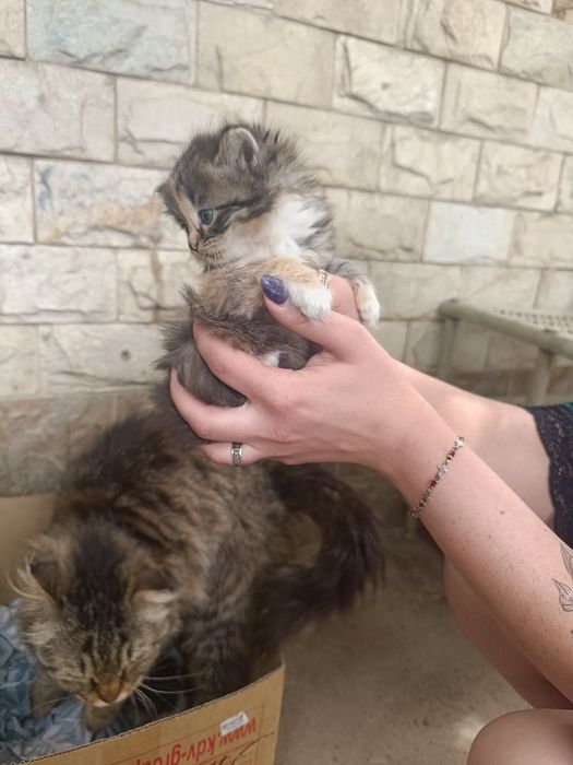 Животные котята пк