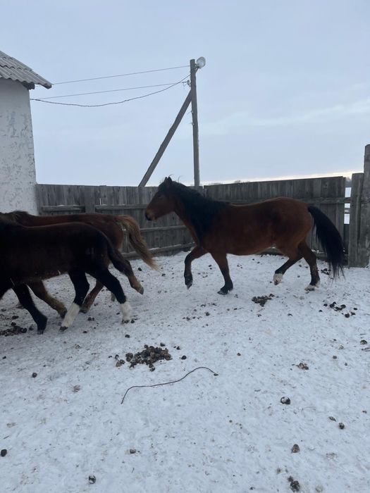 Жылқы бие сатылады Буаз Майда туады